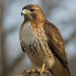 Mitä tarkoittaa hawk tuah